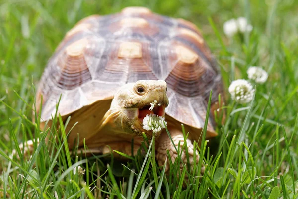 Africké pobídl želví Stock Fotografie