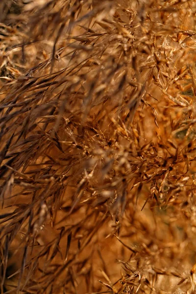 Gold grass - abstract photo — Stock Photo, Image