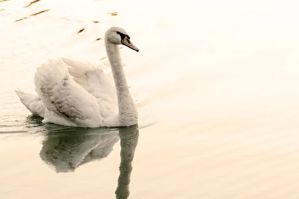 Osamělá labuť - žlutý tón — Stock fotografie