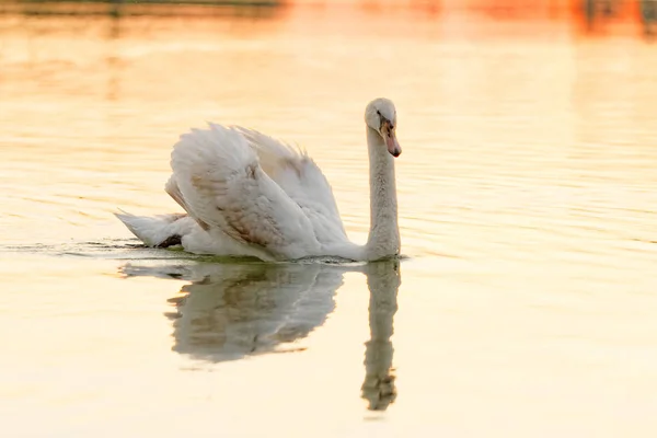 Cisne solitário - tom amarelo — Fotografia de Stock