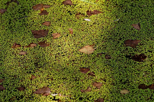 Duckweed - foto abstracta —  Fotos de Stock