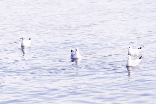 Möwe im See — Stockfoto