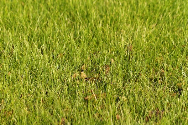 Green grass - abstrackt — Stock Photo, Image