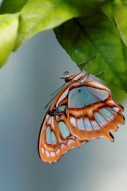 Red lacewing butterfly (lat. Cethosia biblis) clipart