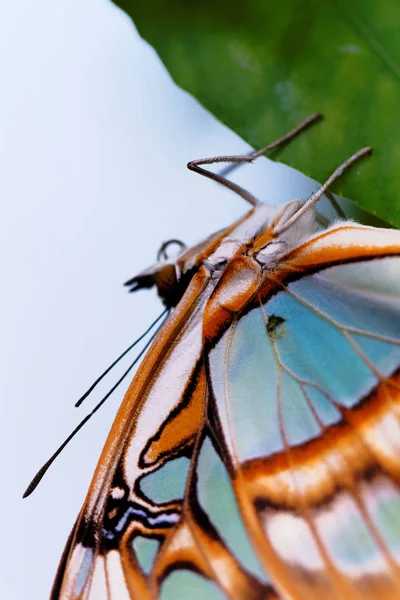 Red lacewing butterfly (lat. Cethosia biblis) — Stock Photo, Image