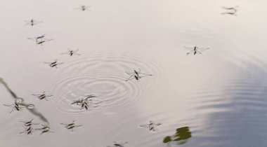 Gerridae su yüzeyinde