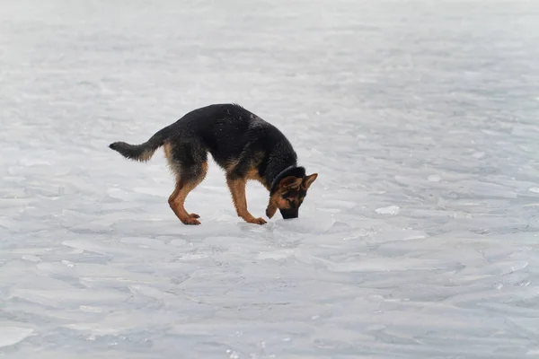 Pes na ledě — Stock fotografie