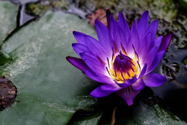 Kwiat lotosu na wodzie — Zdjęcie stockowe