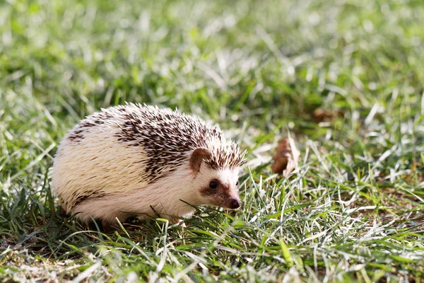 African white- bellied hedgehog — Stock Photo, Image