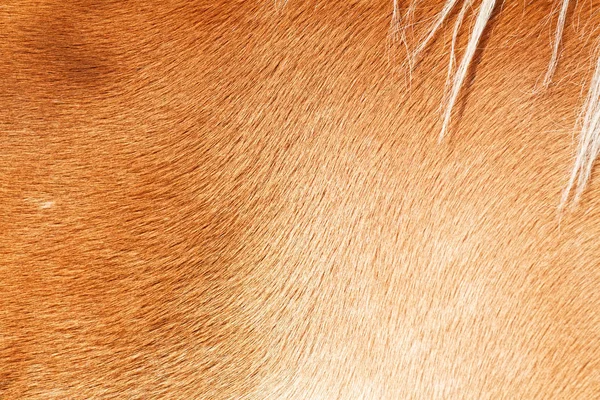 Brown horse fur background — Stock Photo, Image