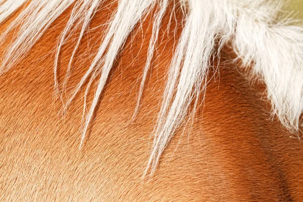 Brown cavalo pele fundo — Fotografia de Stock
