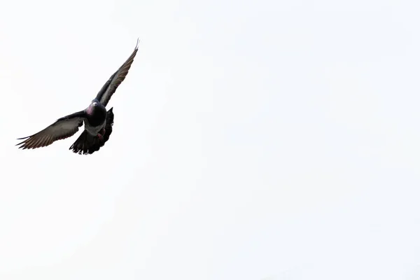 Szare gołębie latające — Zdjęcie stockowe
