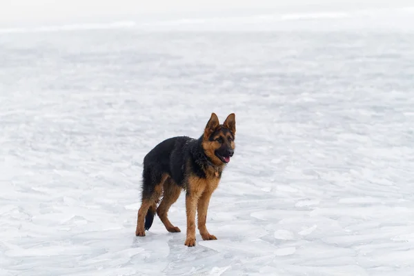 Pes na ledě — Stock fotografie