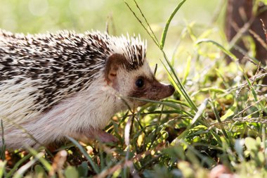  Afrikalı beyaz karınlı kirpi. 