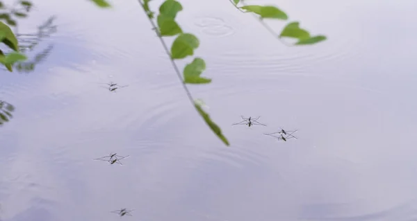 Gerridae en la superficie del agua — Foto de Stock