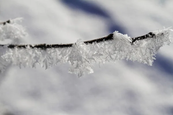 Ветви в снегу — стоковое фото