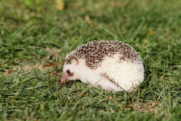 Afrikanischer Weißbauchigel — Stockfoto