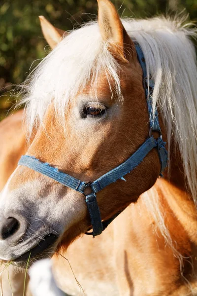 Retrato de un caballo — Foto de Stock
