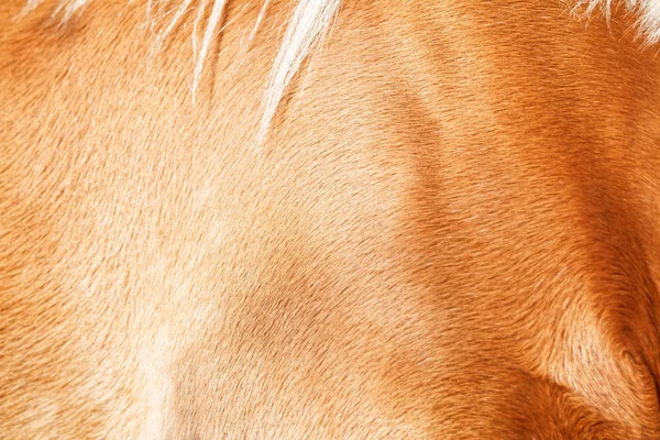 Fond brun en fourrure de cheval — Photo