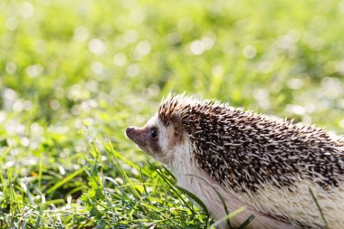  Afrikalı beyaz karınlı kirpi. 
