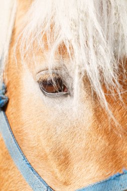 Kahverengi bir atın portresi