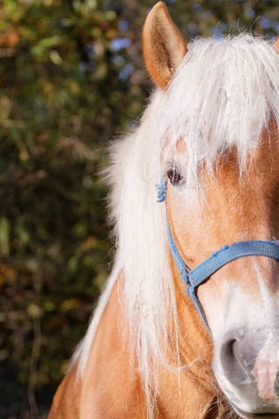 Retrato de um cavalo castanho — Fotografia de Stock