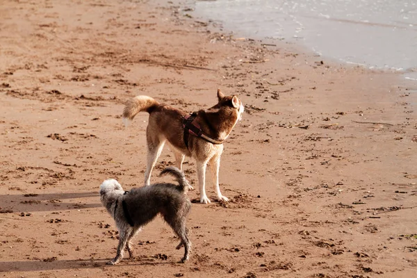 ビーチで犬のプレー — ストック写真