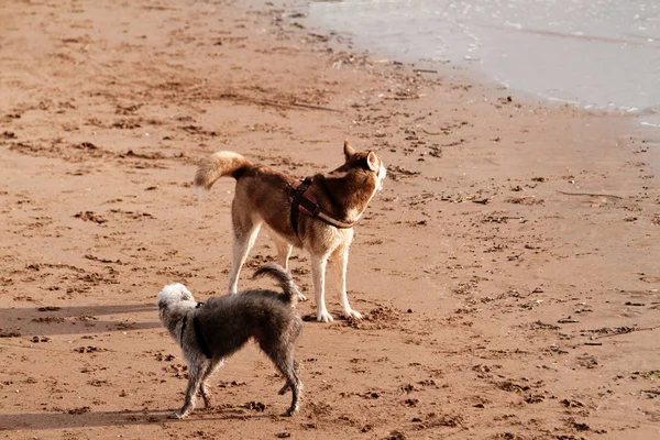 Hunde spielen am Strand — Stockfoto