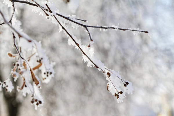 Äste im Schnee — Stockfoto