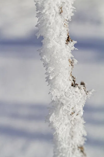 Branches dans la neige — Photo