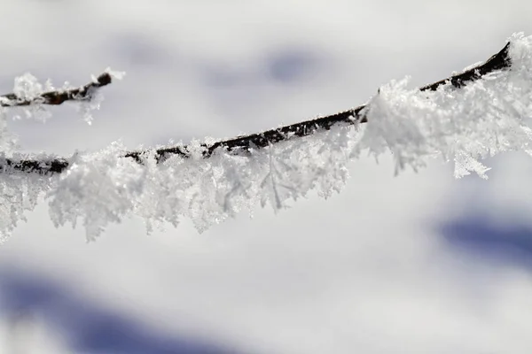 Branches in snow — Stock Photo, Image