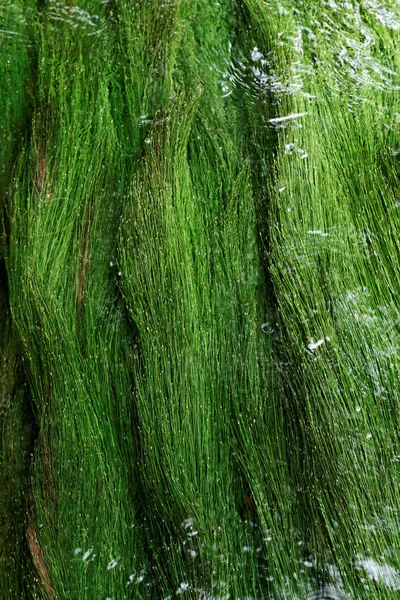 Algas em um córrego de montanha — Fotografia de Stock