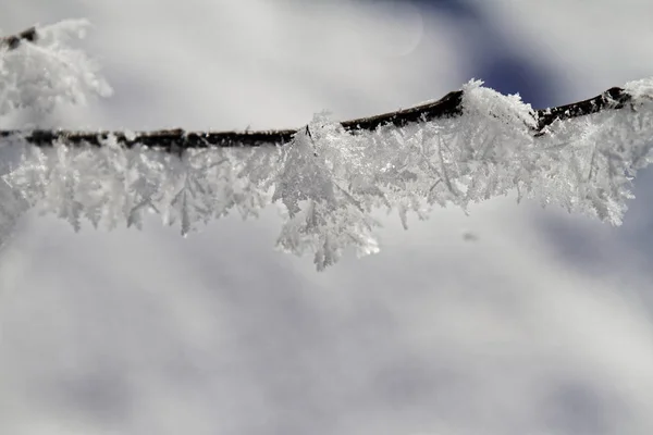 Pobočky ve sněhu — Stock fotografie
