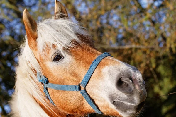 Porträtt av en brun häst — Stockfoto