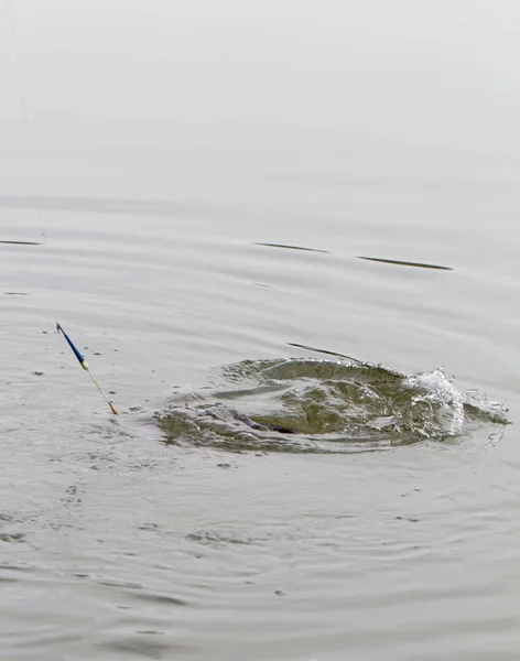 Pesca en un lago — Foto de Stock