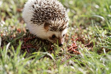  Afrikalı beyaz karınlı kirpi. 