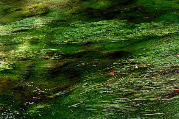 Algas em um córrego de montanha — Fotografia de Stock