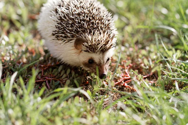 Afrikanischer Weißbauchigel — Stockfoto