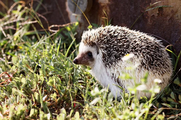 Afrikanischer Weißbauchigel — Stockfoto