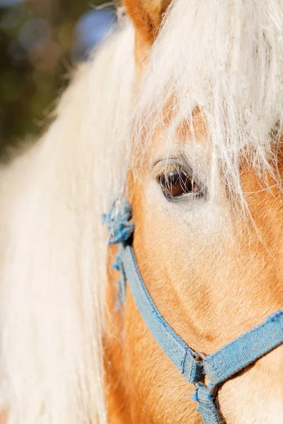 Retrato de un caballo marrón — Foto de Stock