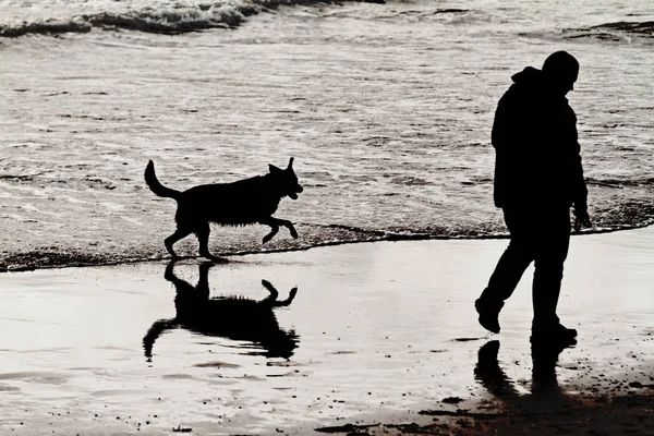 Hund spielen am Strand — Stockfoto