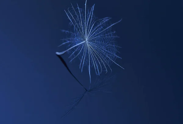 Dandelion seed - macro photo — Stock Photo, Image