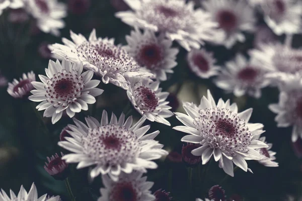 Piękny różowy chrysanthemum jako obraz tła — Zdjęcie stockowe