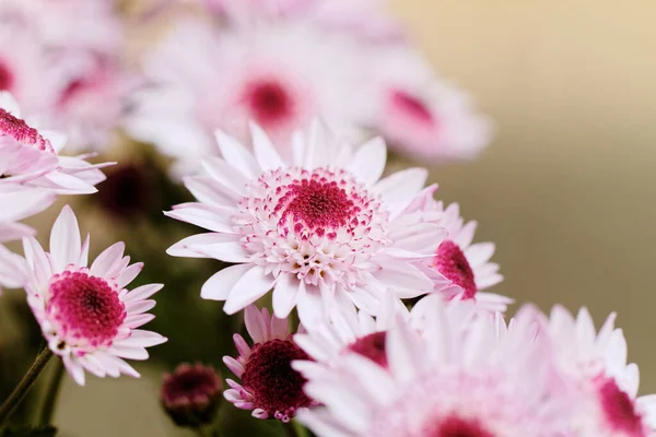 Beautiful pink chrysanthemum as background picture — Stock Photo, Image