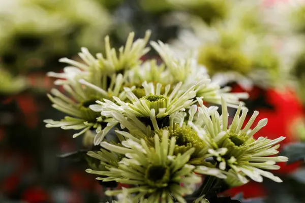 美丽的黄菊花作为背景图片 — 图库照片