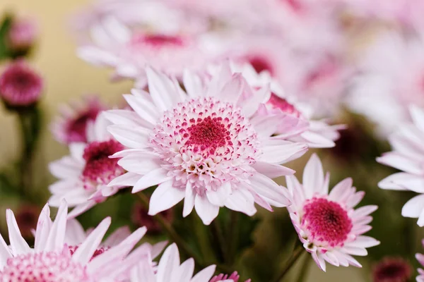Piękny różowy chrysanthemum jako obraz tła — Zdjęcie stockowe