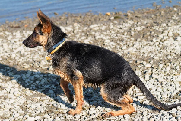 Young German shepherd dog - wet dog — Stock Photo, Image