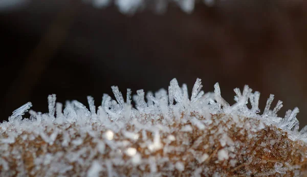 Autumn leaf on a branch in frost needles. — 스톡 사진