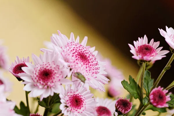 Belo crisântemo rosa como imagem de fundo — Fotografia de Stock