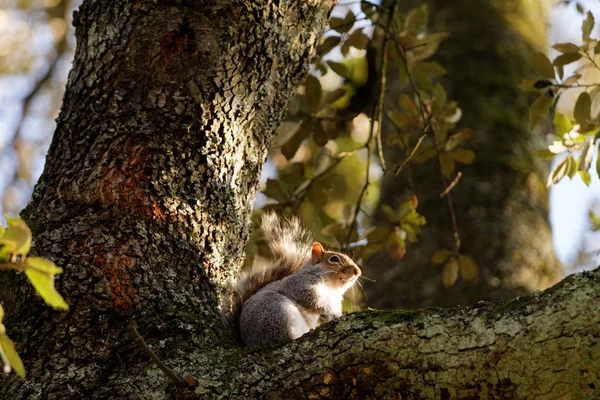 Eichhörnchen auf einem Baum im Herbst — Stockfoto